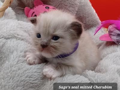 Ragdoll Cherubim Girl Purple Collar - Ragdoll - Gallery Photo #1