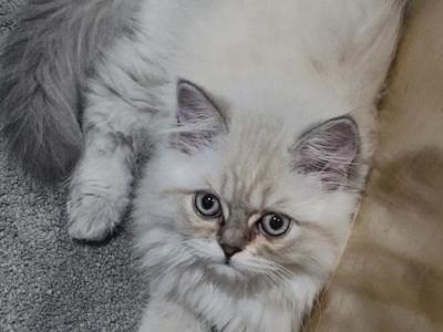 Green Eyed Blue Point Persian Kitten - Persian - Gallery Photo #1