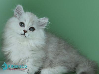 Jane - Minuet - Gallery Photo #1