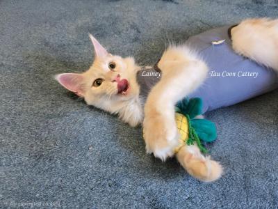 Lainey Red Smoke - Maine Coon - Gallery Photo #1