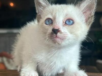 Coco - Siamese - Gallery Photo #1