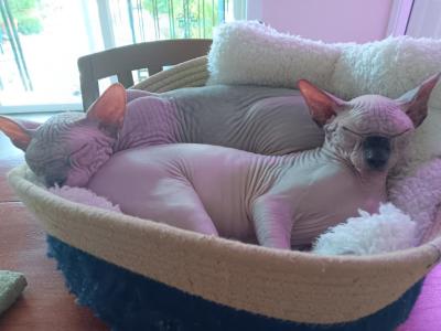 Lilly - Sphynx - Gallery Photo #1