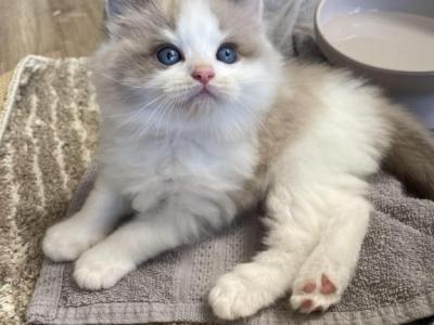 Elliot - Ragdoll - Gallery Photo #1
