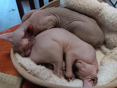 Basil - Sphynx - Gallery Photo #1