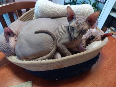Daisy - Sphynx - Gallery Photo #1