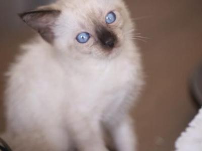 Apolo - Siamese - Gallery Photo #1