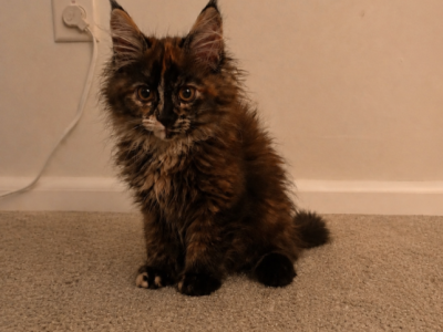 Laikum - Maine Coon - Gallery Photo #1