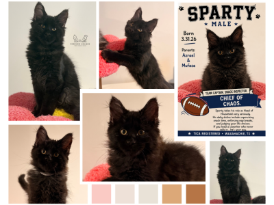Sparty - Maine Coon - Gallery Photo #1