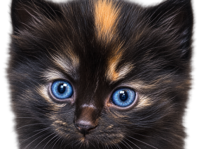 Hookey Day - Siberian - Gallery Photo #1