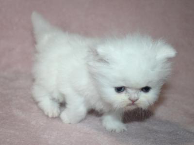 CFA White Male Persian Kitten Creampuff - Persian - Gallery Photo #1