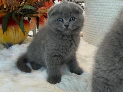 Scottish Fold Blue Boy - Scottish Fold - Gallery Photo #1