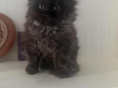 Tito - Ragdoll - Gallery Photo #1
