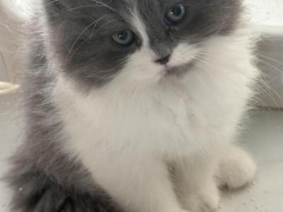 Luis - Ragdoll - Gallery Photo #1