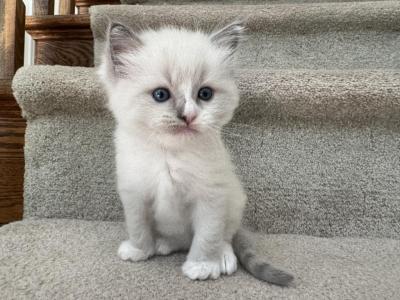 Clover - Ragdoll - Gallery Photo #1