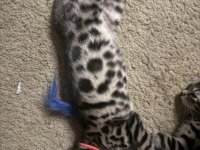 Oleopt1 - Bengal - Gallery Photo #1