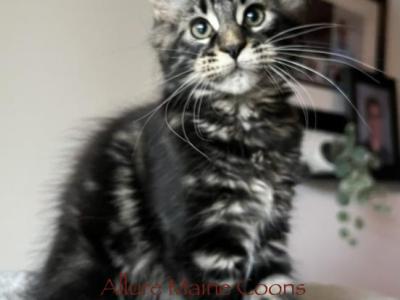 Luna And Emmetts Miles - Maine Coon - Gallery Photo #1