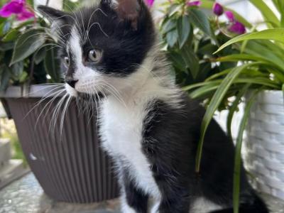 Tuxedo And Russian Blue Mix - Domestic - Gallery Photo #1