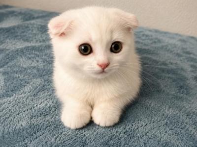 Scottish Fold Female - Scottish Fold - Gallery Photo #1