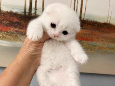 Scottish Fold Male - Scottish Fold - Gallery Photo #1