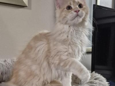 Clio - Maine Coon - Gallery Photo #1
