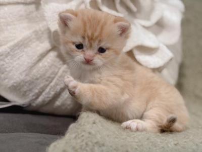 Golden British Shorthair Boy - British Shorthair - Gallery Photo #1