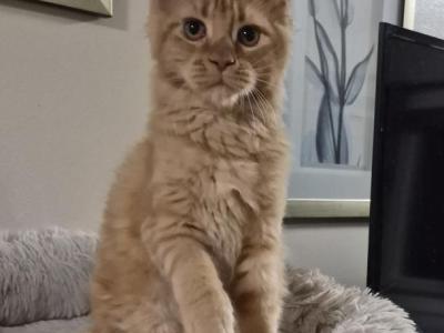 Carmen - Maine Coon - Gallery Photo #1