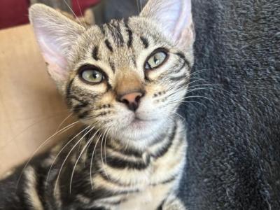 May Kitties - Bengal - Gallery Photo #1