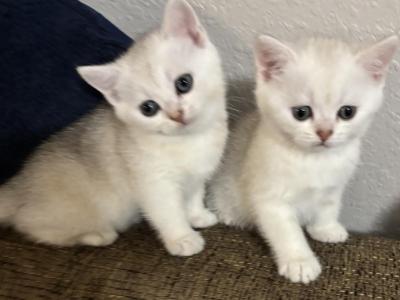 Skat - Brazilian Shorthair - Gallery Photo #1