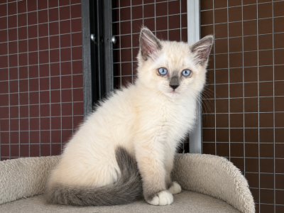 RagDoll X Siamese Cross Kittens - Ragdoll - Gallery Photo #1
