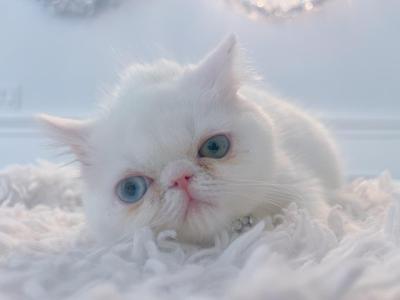 Odd Eyed Baby - Persian - Gallery Photo #1