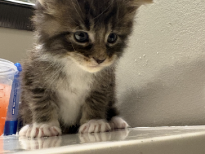 John Henry - Maine Coon - Gallery Photo #1