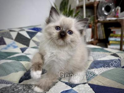 Minerva - Ragdoll - Gallery Photo #1