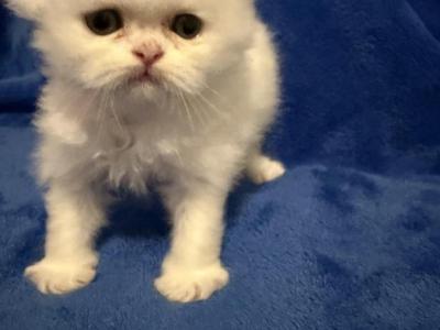 Marsh - Persian - Gallery Photo #1