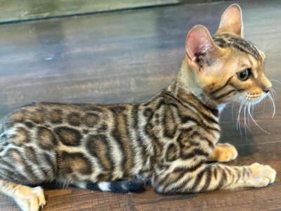 Tigger - Bengal - Gallery Photo #1