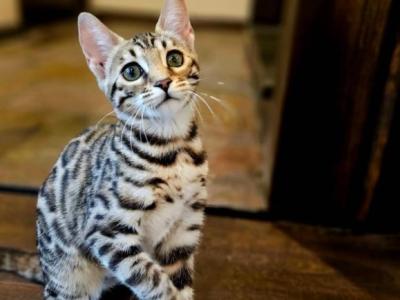 Mika - Bengal - Gallery Photo #1
