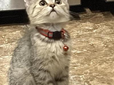 Keti - Scottish Fold - Gallery Photo #1