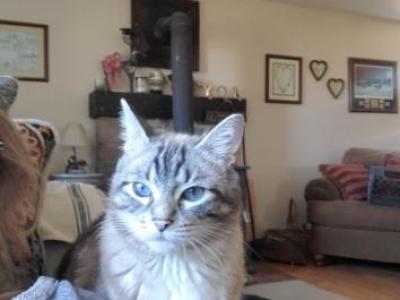 Jasmine - Siamese - Gallery Photo #1
