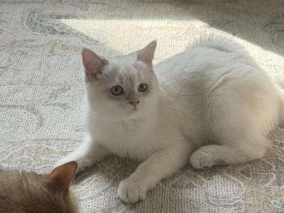 Elon - British Shorthair - Gallery Photo #1