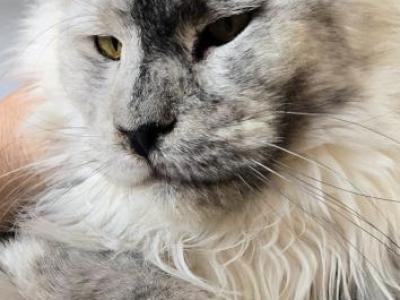 24k Gold Moscow - Maine Coon - Gallery Photo #1