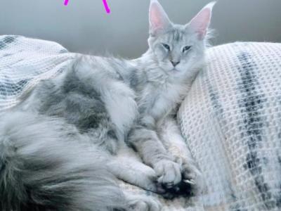Malibuboo - Maine Coon - Gallery Photo #1