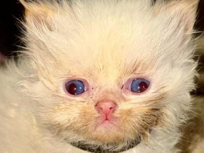 Flames - Ragdoll - Gallery Photo #1