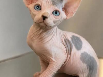 Sphynx Kitten - Sphynx - Gallery Photo #1