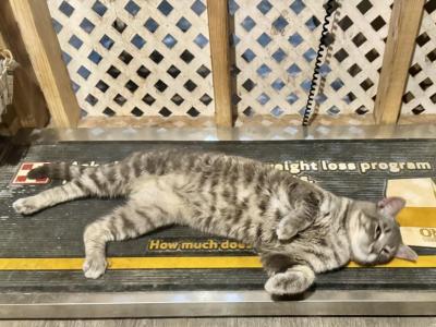 Loki - Domestic - Gallery Photo #1