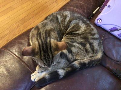 Luna - Bengal - Gallery Photo #1