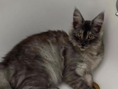 Pearl - Maine Coon - Gallery Photo #1