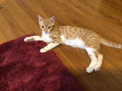 Orange Tabby - Domestic - Gallery Photo #1