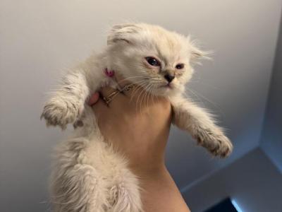 Skiee The Blue Eyes Girl - Scottish Fold - Gallery Photo #1
