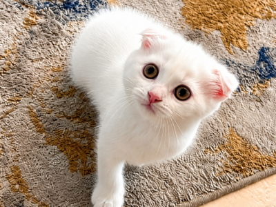Cute Scottish Fold Female - Scottish Fold - Gallery Photo #1