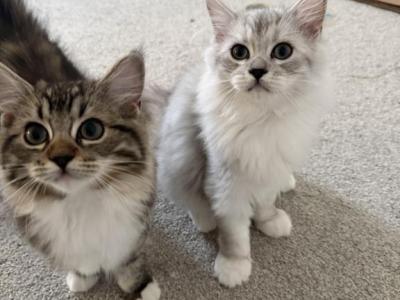 British Long Hair Ragdoll Mix - British Shorthair - Gallery Photo #1