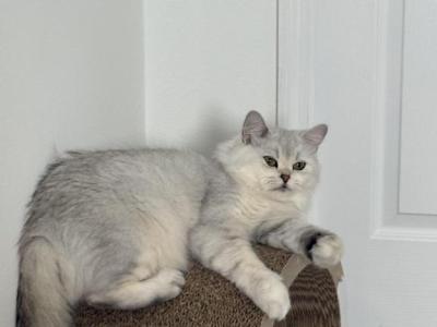 Moka - British Shorthair - Gallery Photo #1